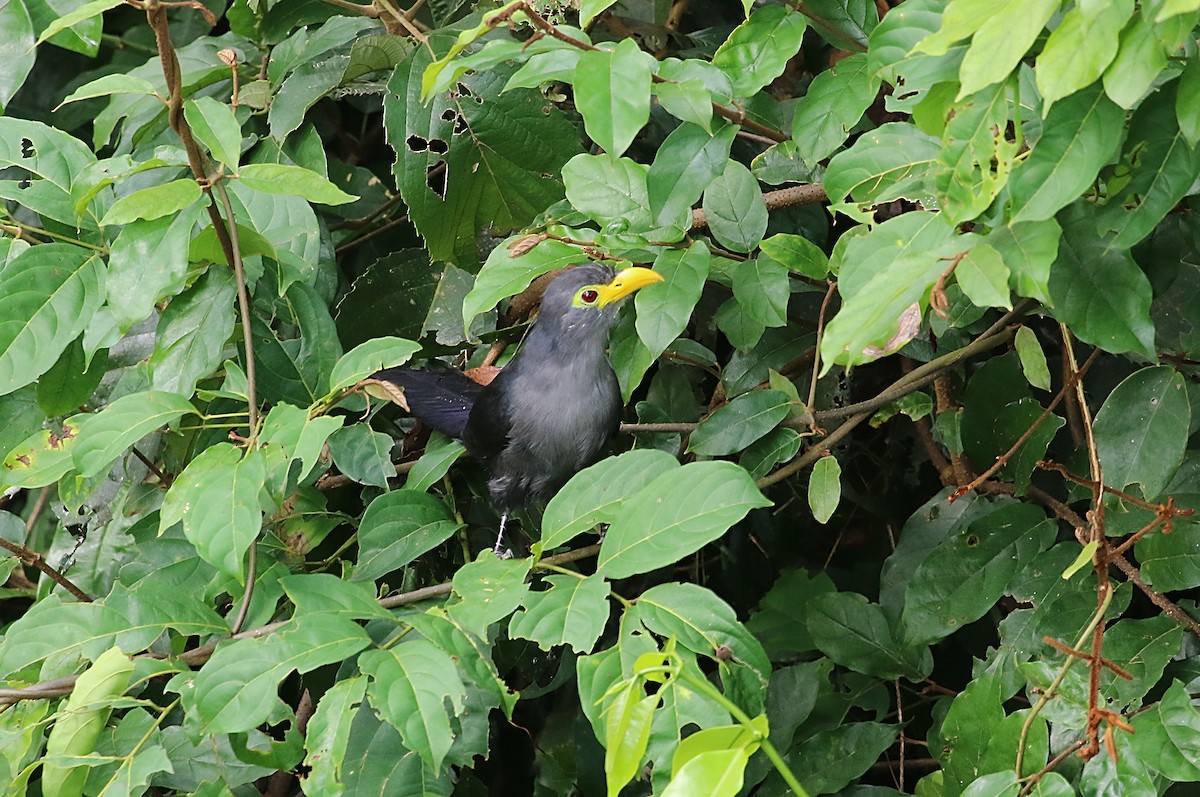 Blue Malkoha - ML612148668