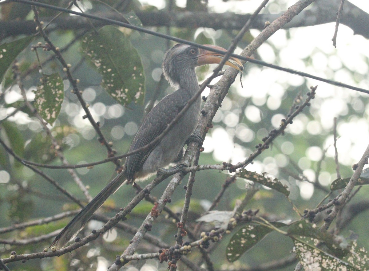 Malabar Gray Hornbill - Mahesh Durga