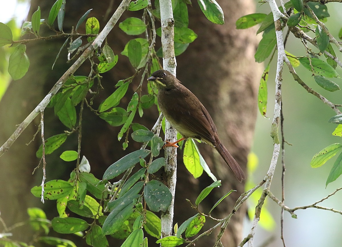 Yellow-whiskered Greenbul - Chris Lansdell