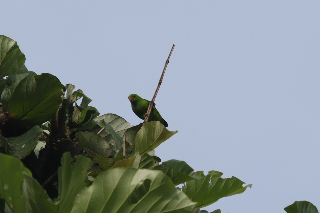 Vernal Hanging-Parrot - Mahesh Durga
