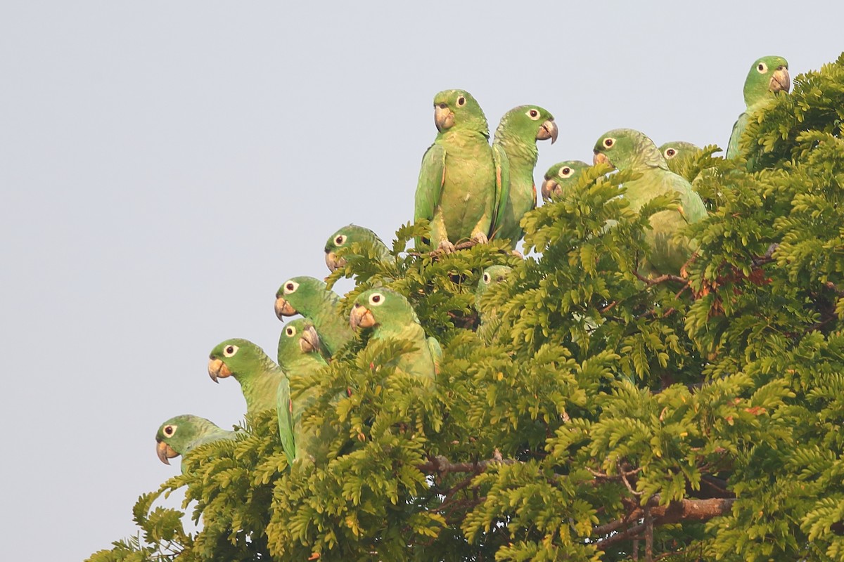 Mealy Parrot (Southern) - Josef Widmer