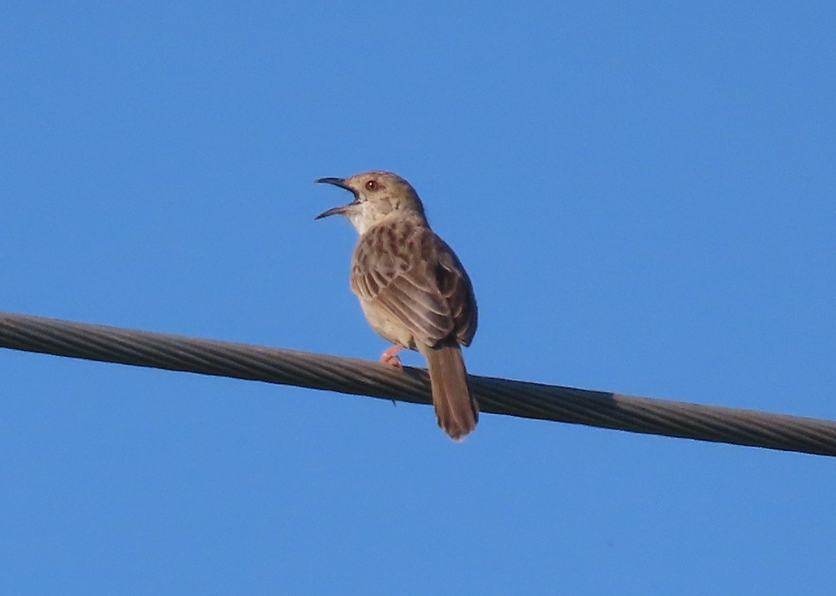 Boran Cisticola - ML612148949