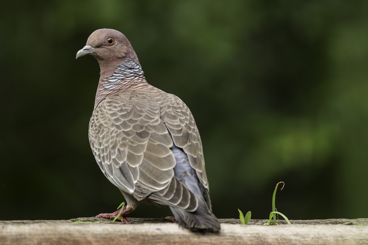 Picazuro Pigeon - Thelma Gátuzzô