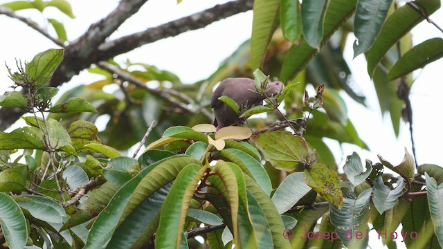 Short-billed Pigeon - ML612148990