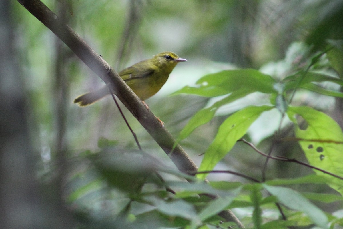 Flavescent Warbler - Julio César Loyo