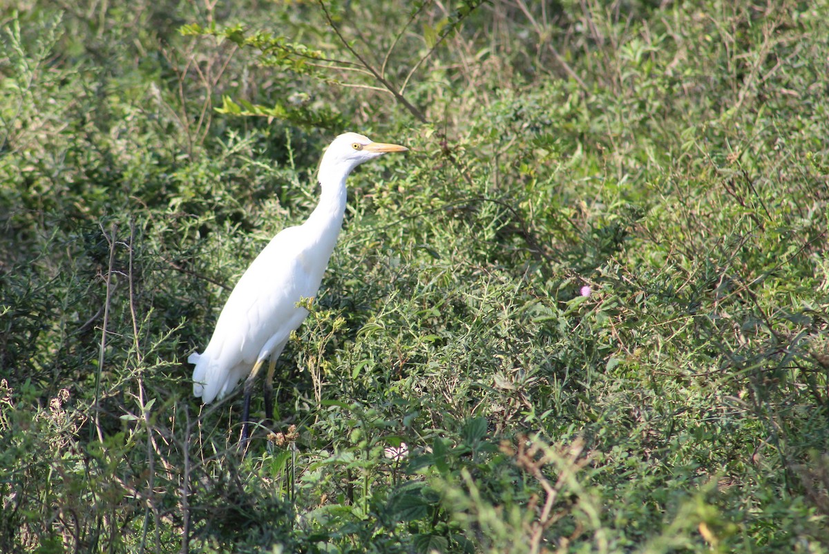 Western Cattle Egret - Julio César Loyo