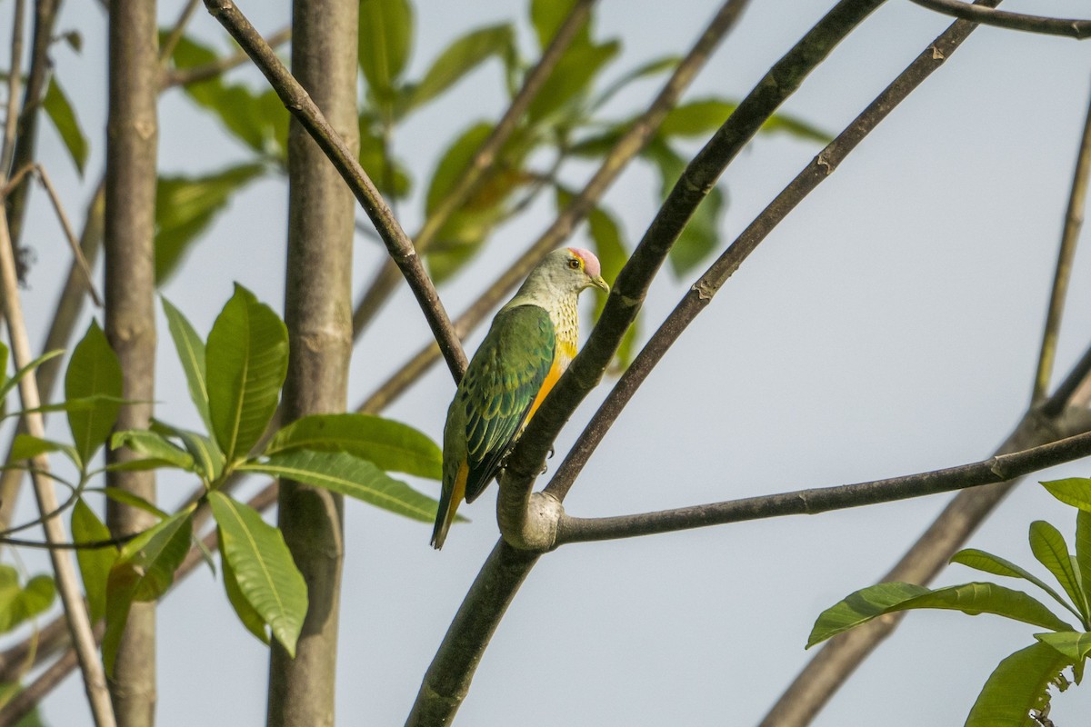 Rose-crowned Fruit-Dove - ML612149103