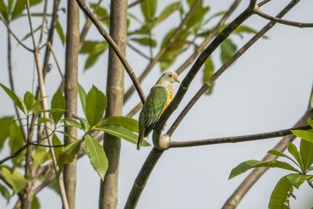 Rose-crowned Fruit-Dove - ML612149104