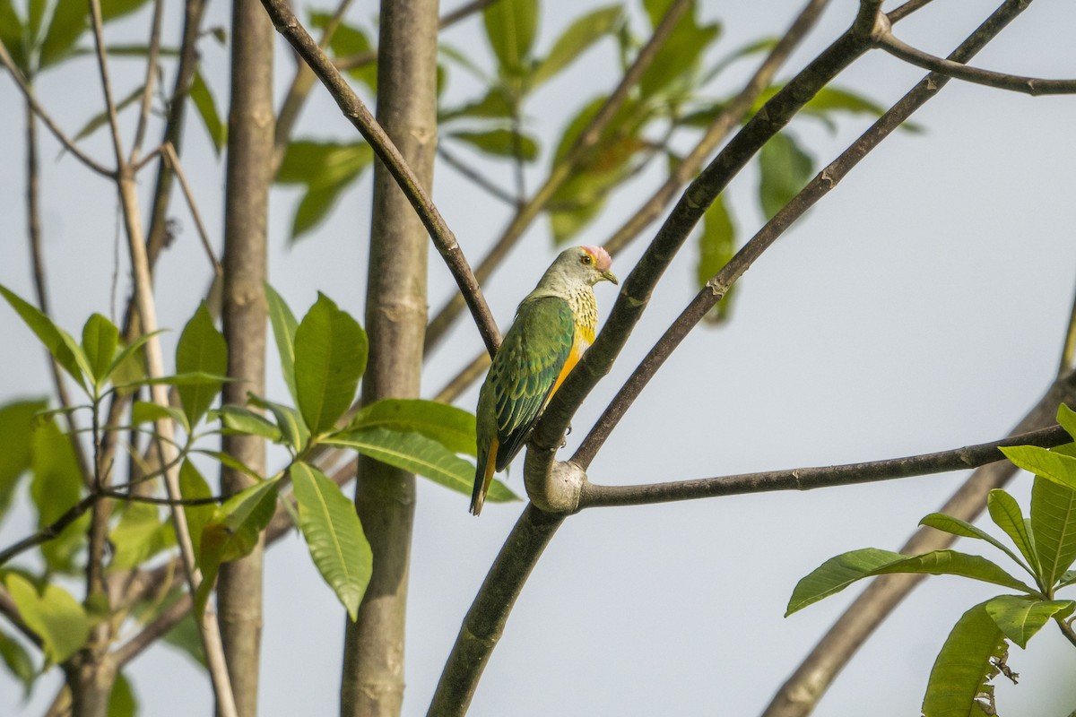 Rose-crowned Fruit-Dove - ML612149105