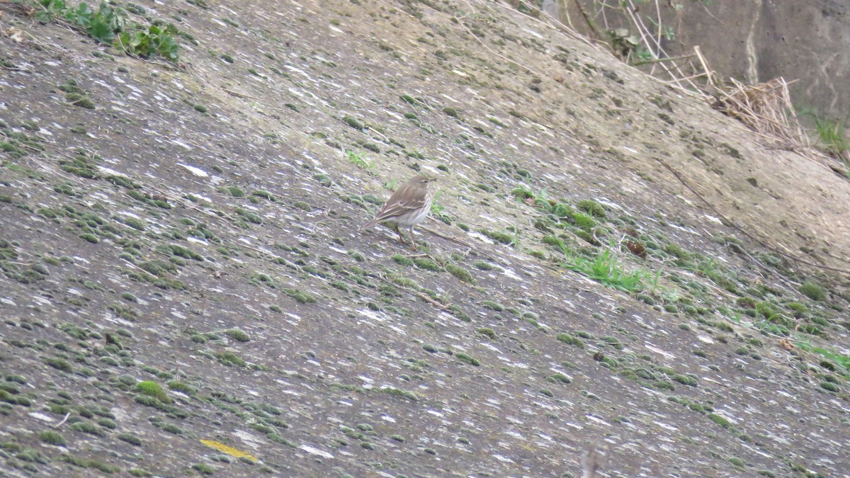 Water Pipit - ML612149128