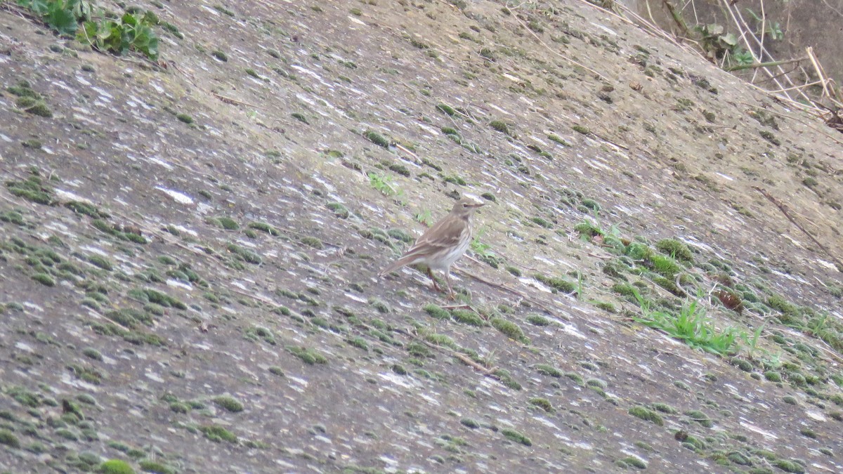 Water Pipit - ML612149129