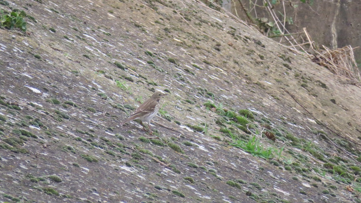 Water Pipit - ML612149130