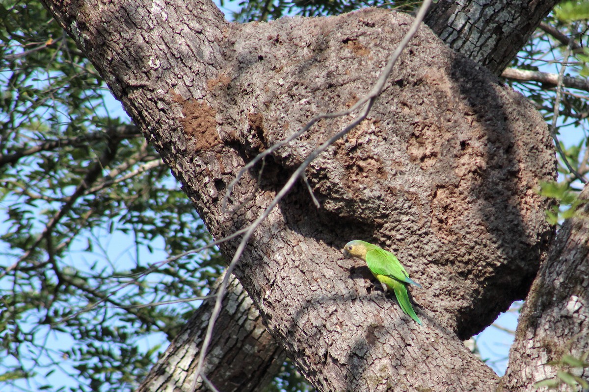 Brown-throated Parakeet - Julio César Loyo