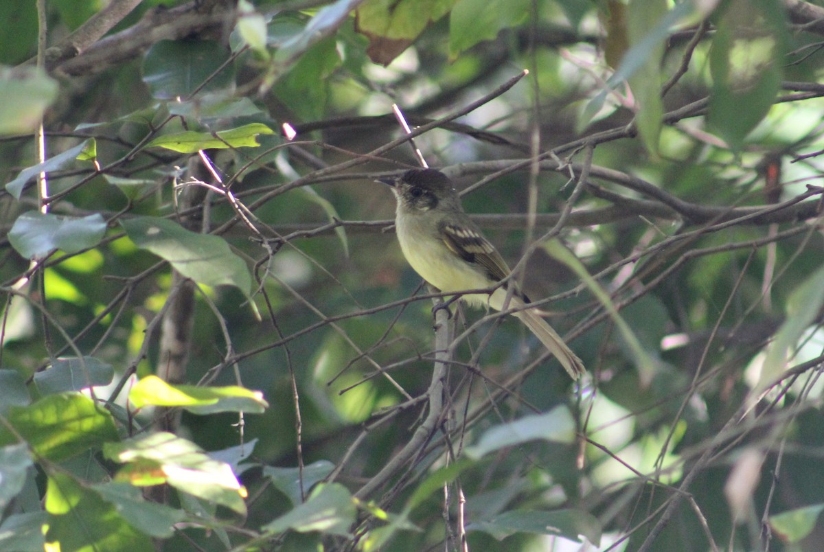 Sepia-capped Flycatcher - Julio César Loyo