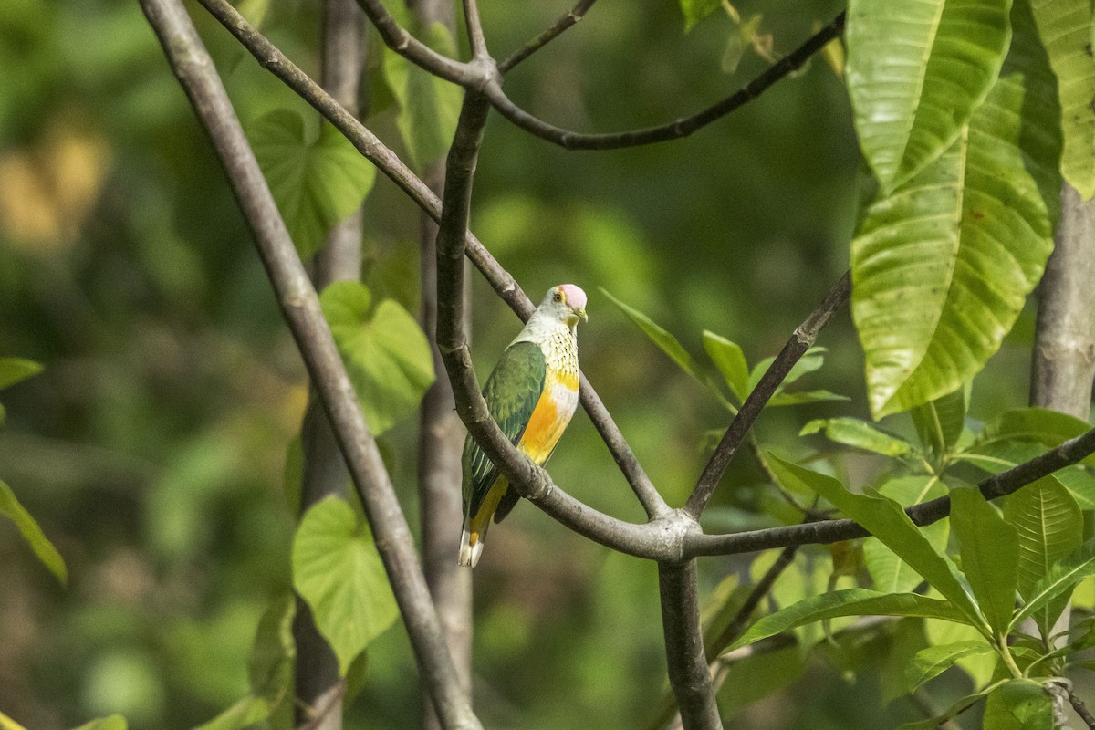Rose-crowned Fruit-Dove - ML612149185