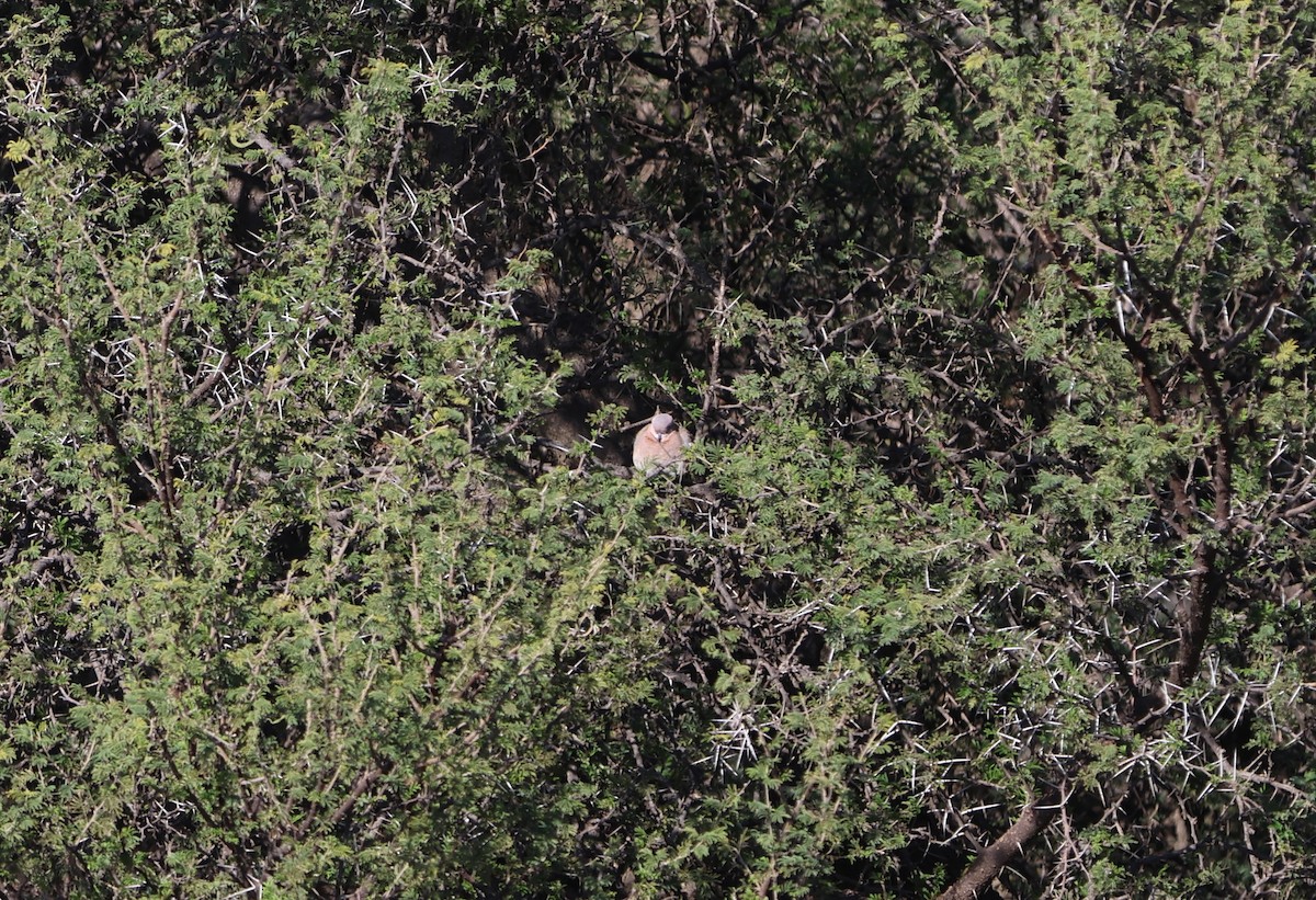 Laughing Dove - ML612149249