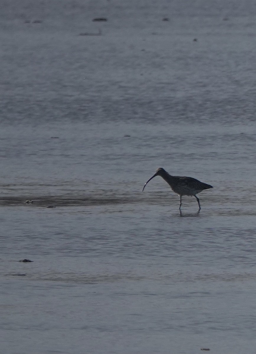 Eurasian Curlew - Martin Kennewell