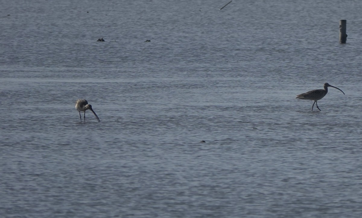 Eurasian Curlew - ML612149320