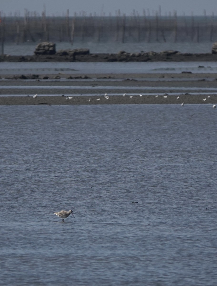 Bar-tailed Godwit - ML612149325