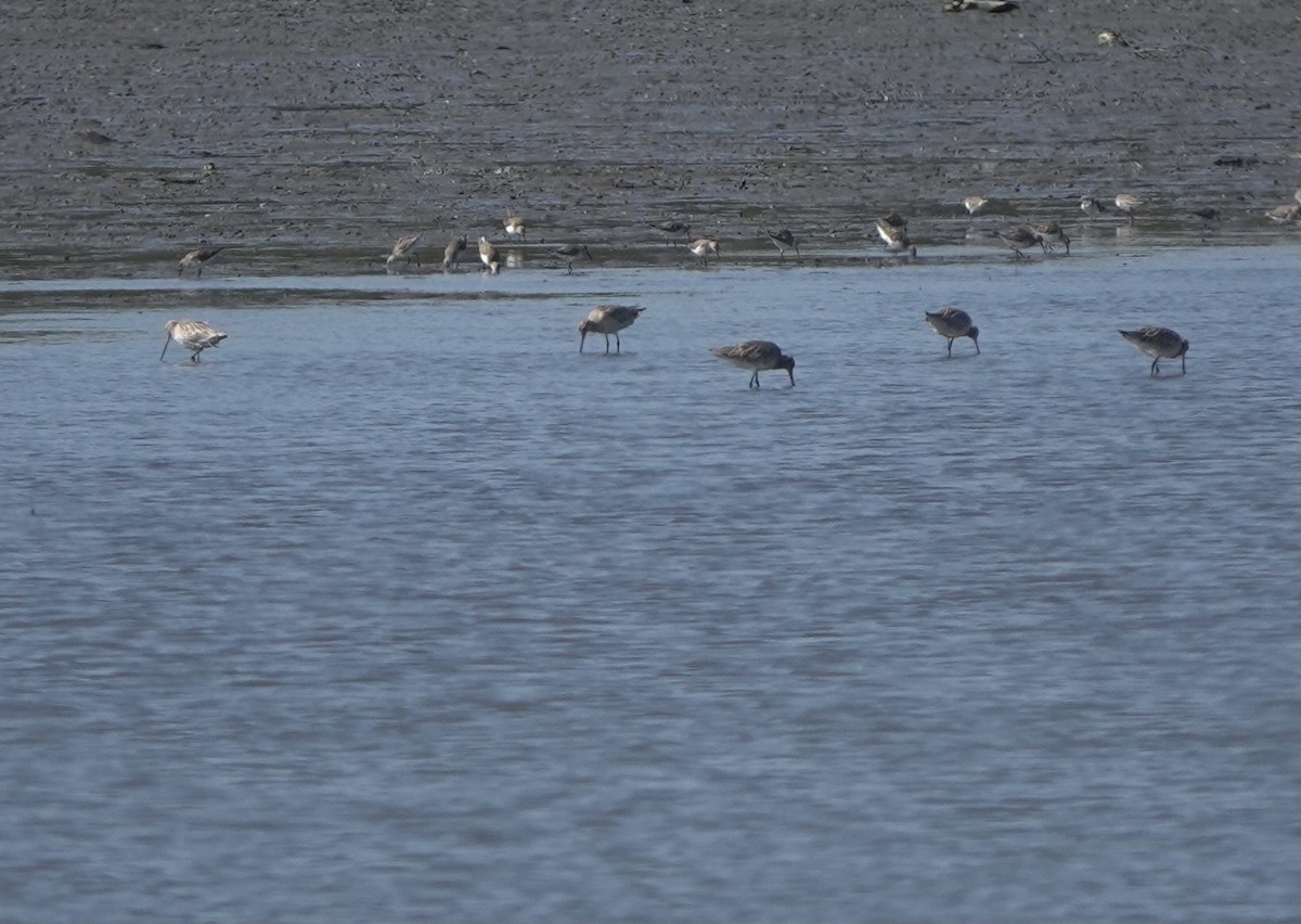 Bar-tailed Godwit - ML612149326