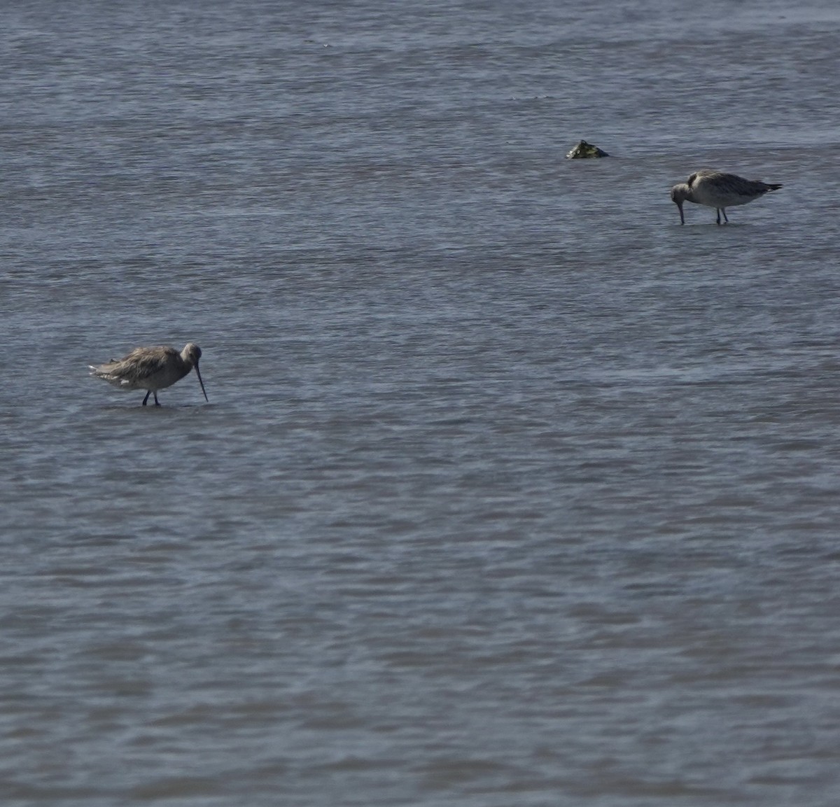 Bar-tailed Godwit - ML612149359