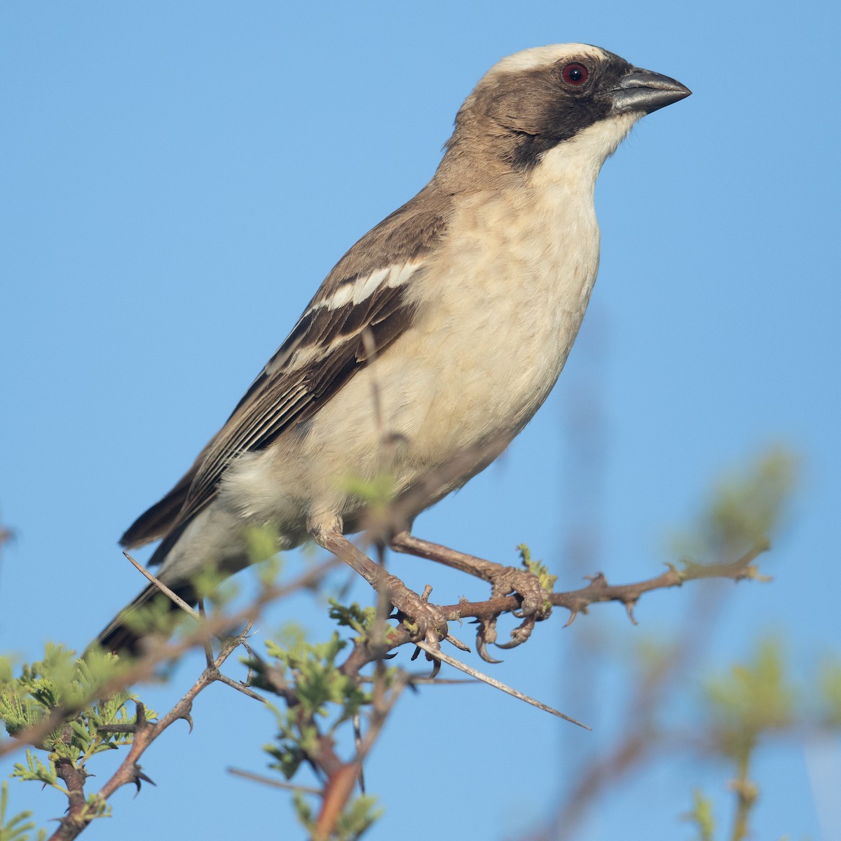 White-browed Sparrow-Weaver - Werner Suter