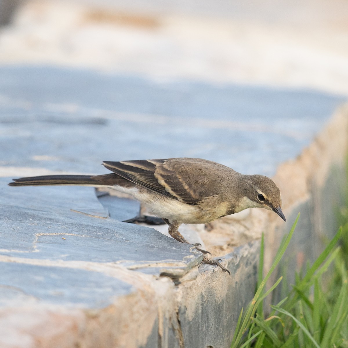 Cape Wagtail - ML612149445