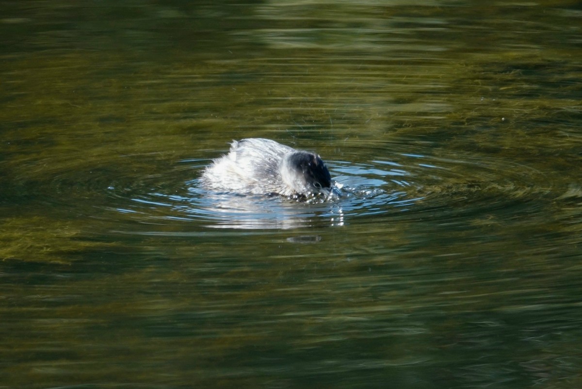 Pied-billed Grebe - ML612149446