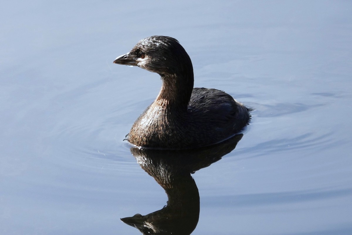 Pied-billed Grebe - ML612149451