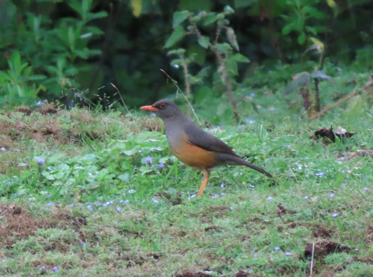 ワキアカオリーブツグミ（abyssinicus グループ） - ML612149460