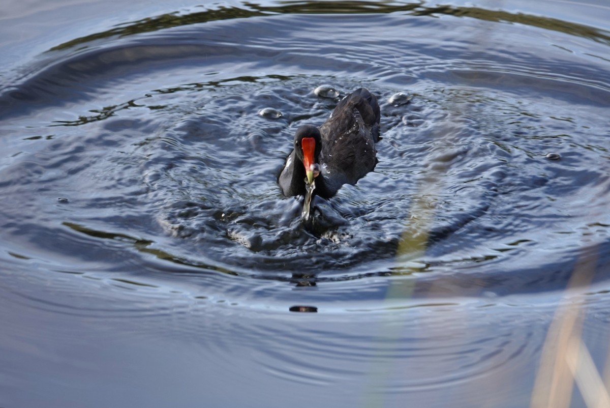 Gallinule d'Amérique - ML612149461