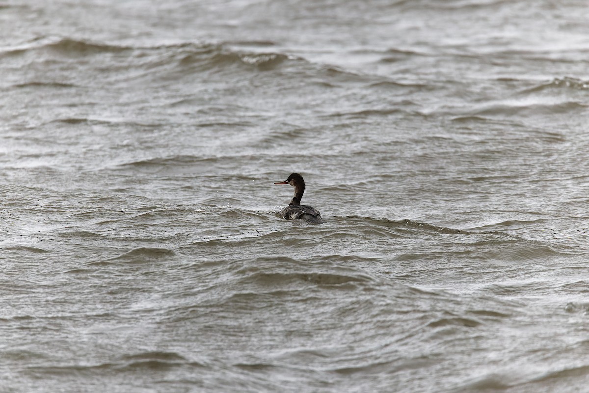 Red-breasted Merganser - ML612149465