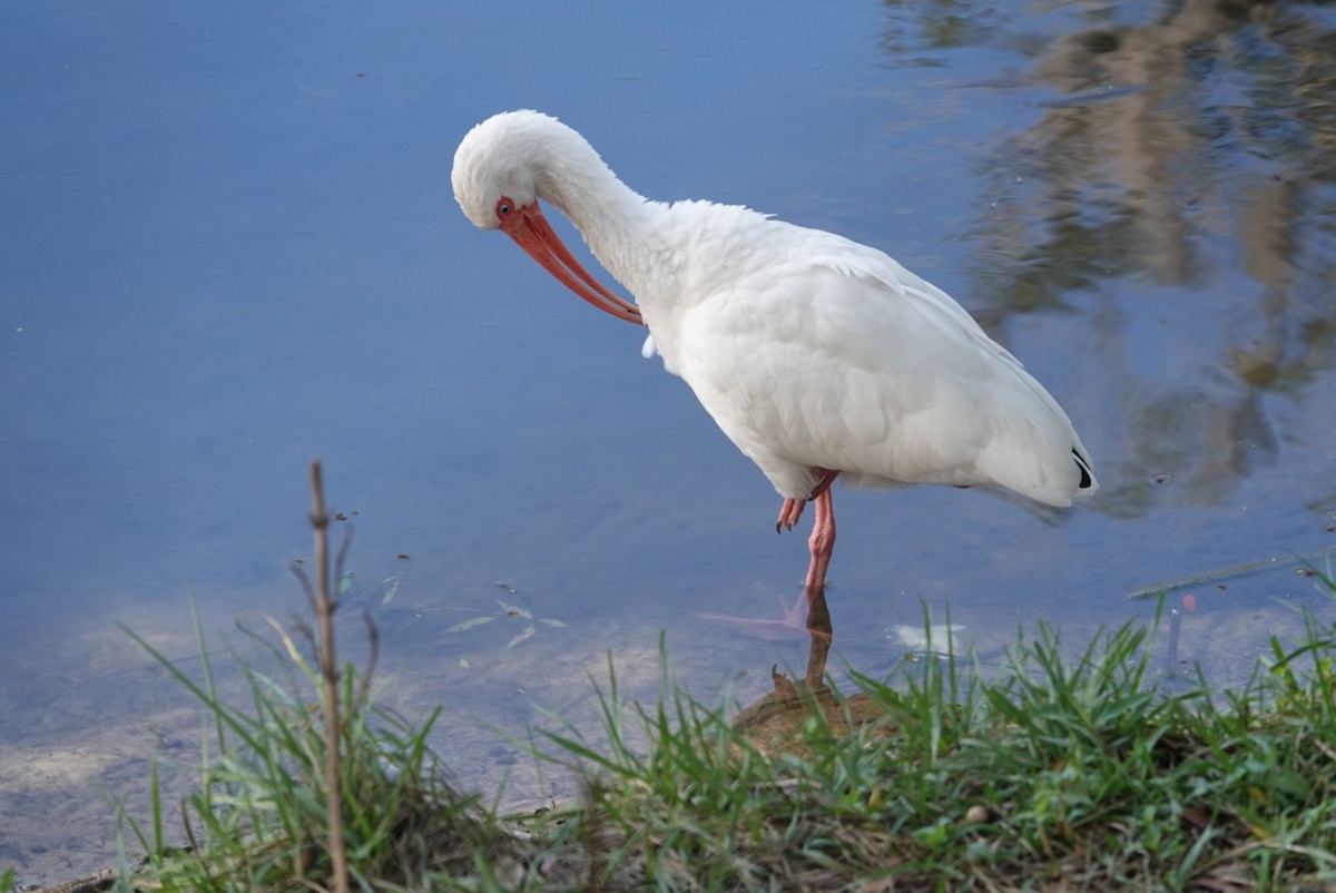 White Ibis - ML612149477