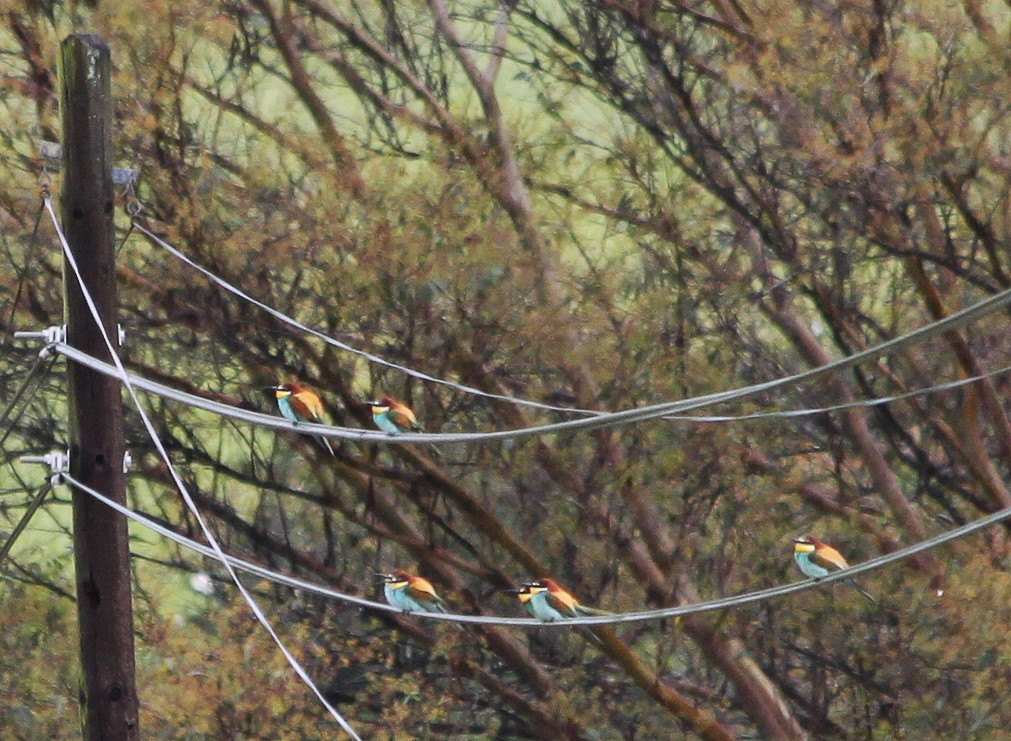 European Bee-eater - ML612149495