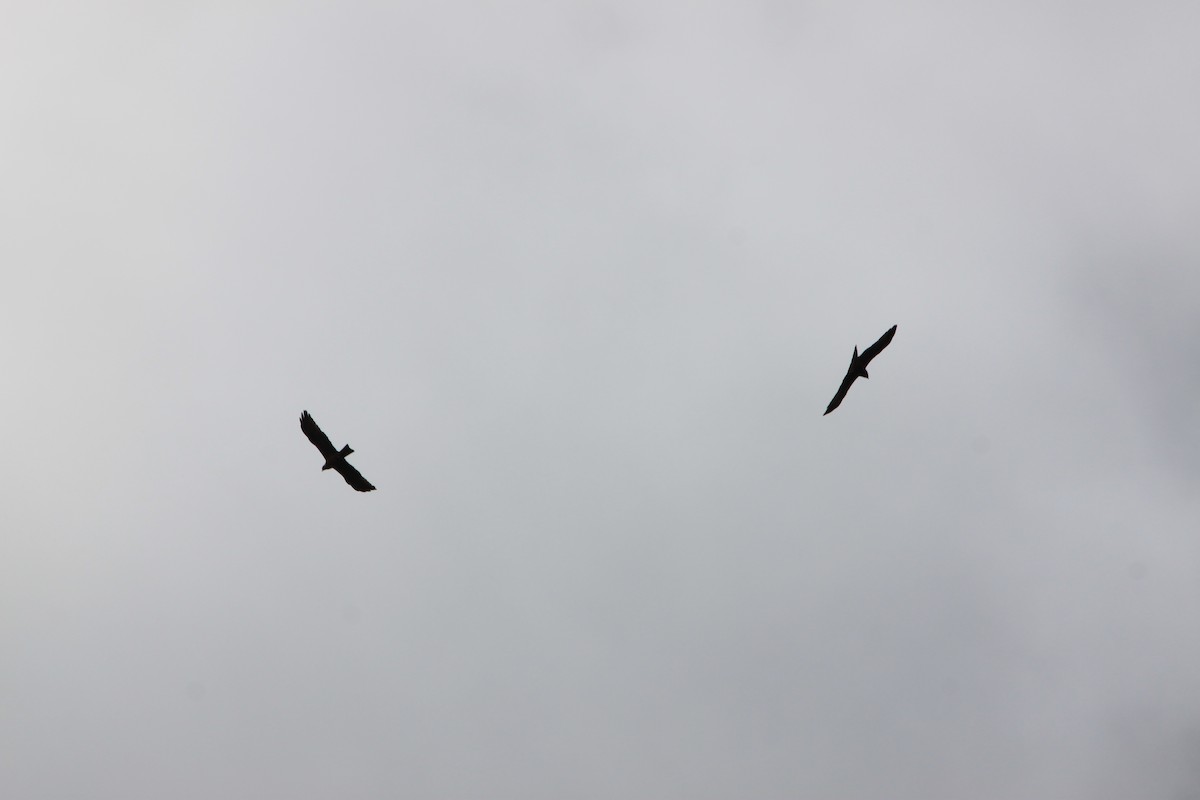 Black Kite - ML612149496