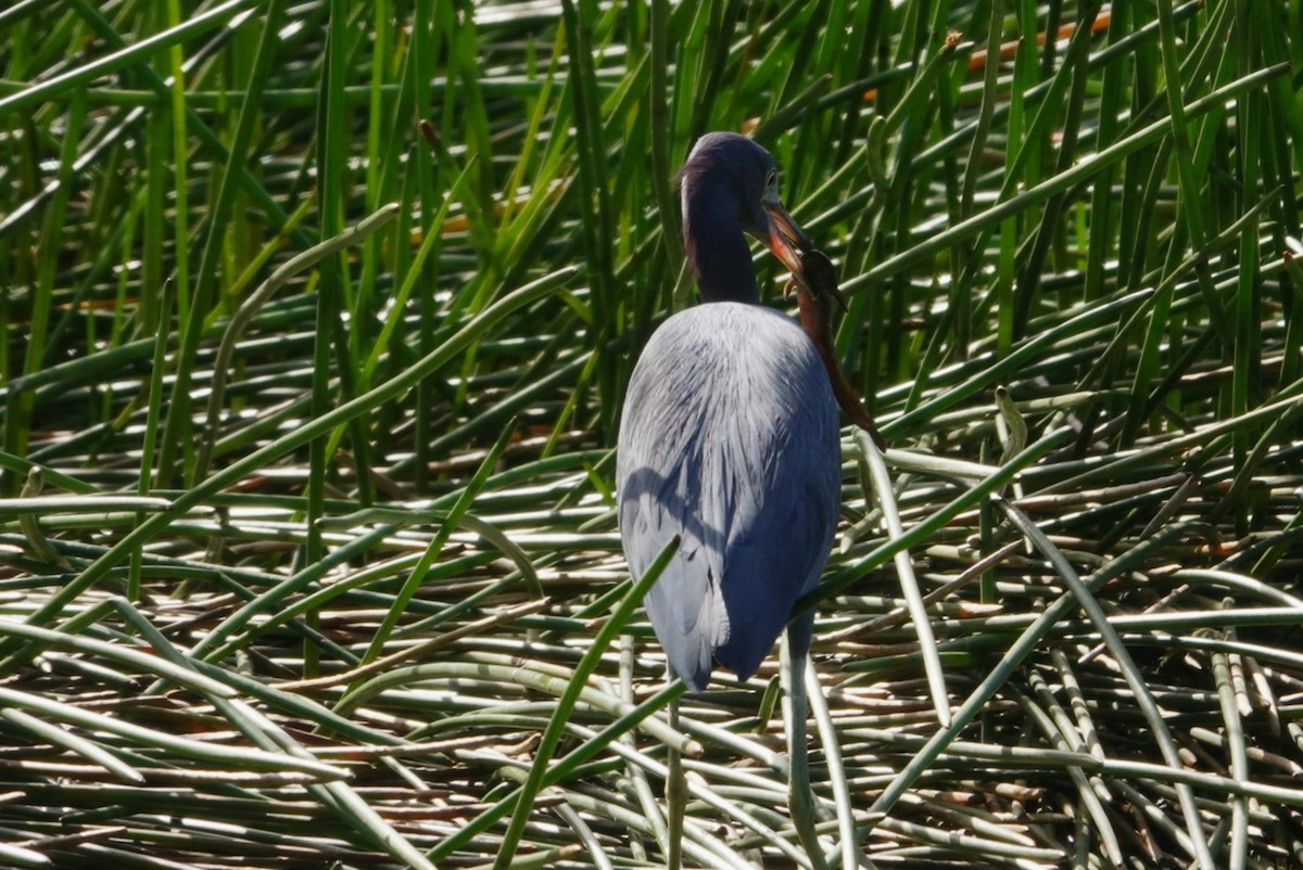 Little Blue Heron - deborah grimes