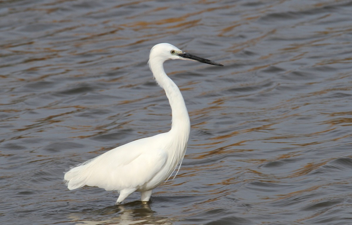 Little Egret - ML612149517