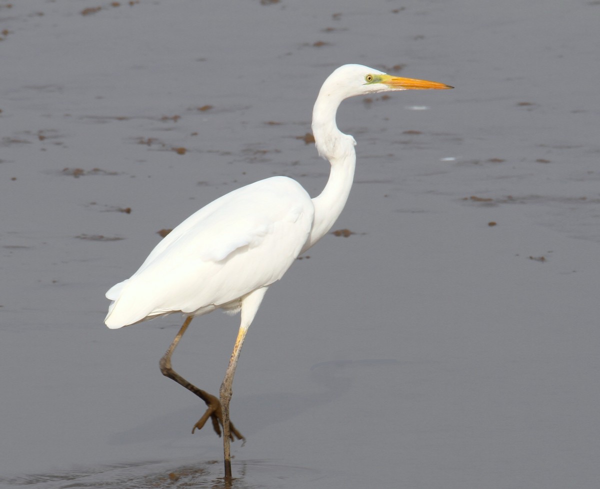 Great Egret - ML612149532