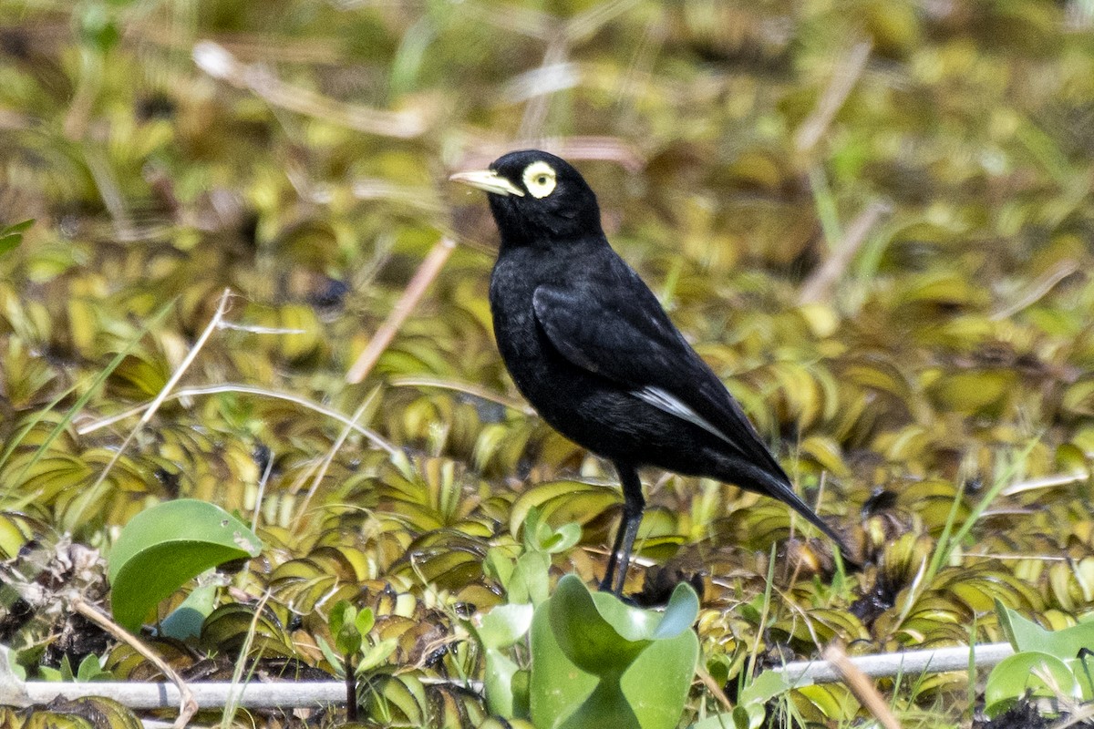 Spectacled Tyrant - ML612149549