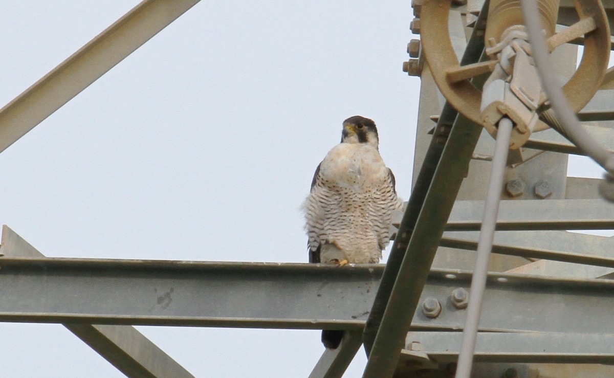 Peregrine Falcon - ML612149556