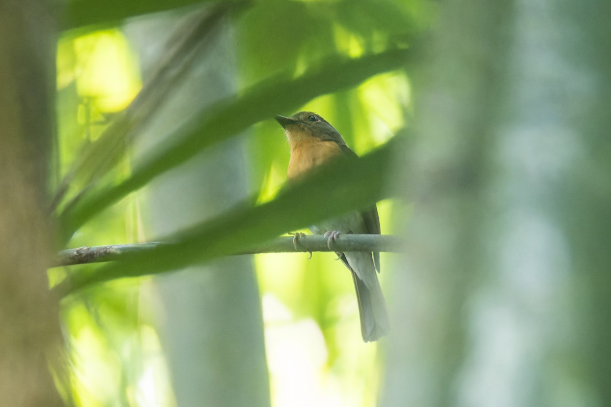 Hill Blue Flycatcher - ML612149571