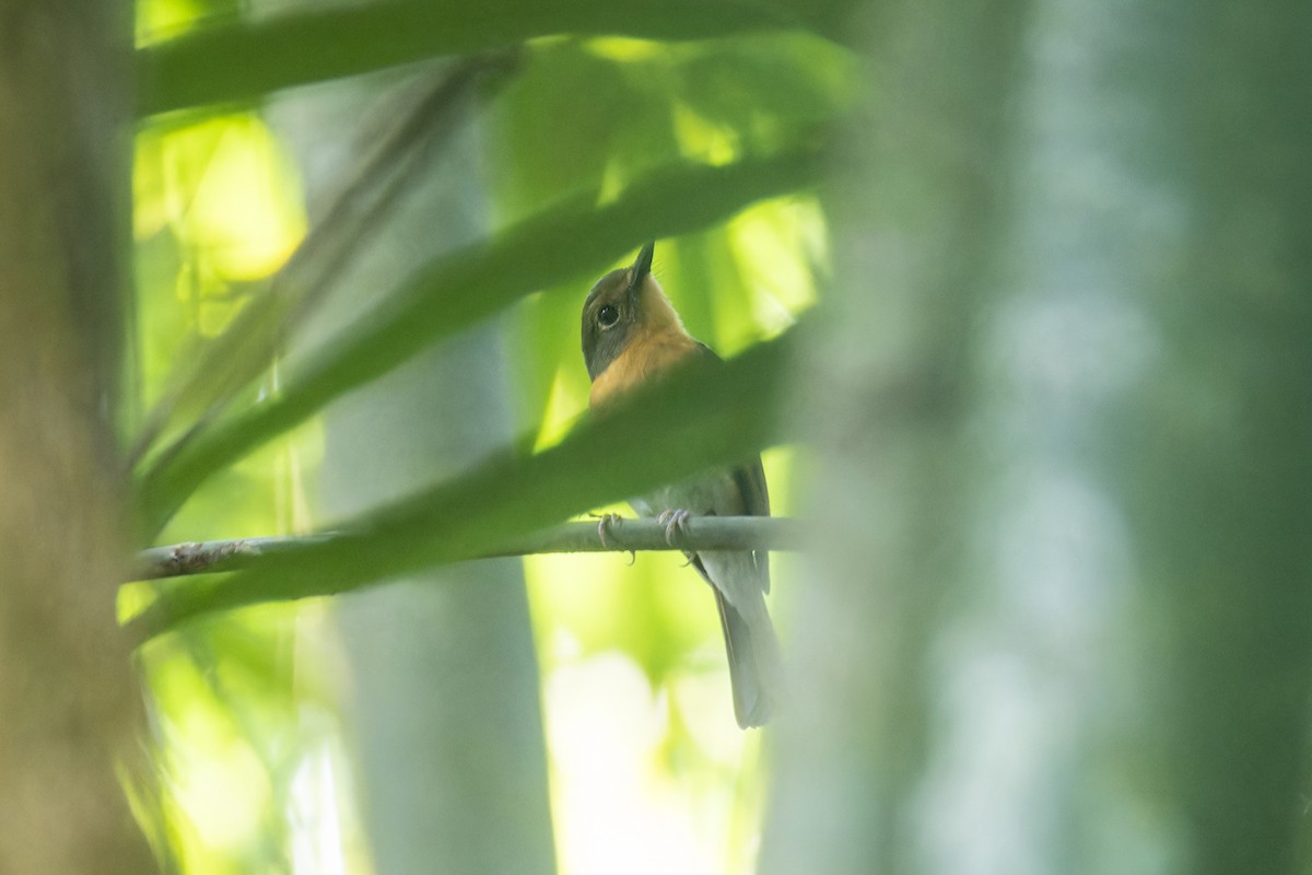 Hill Blue Flycatcher - ML612149572