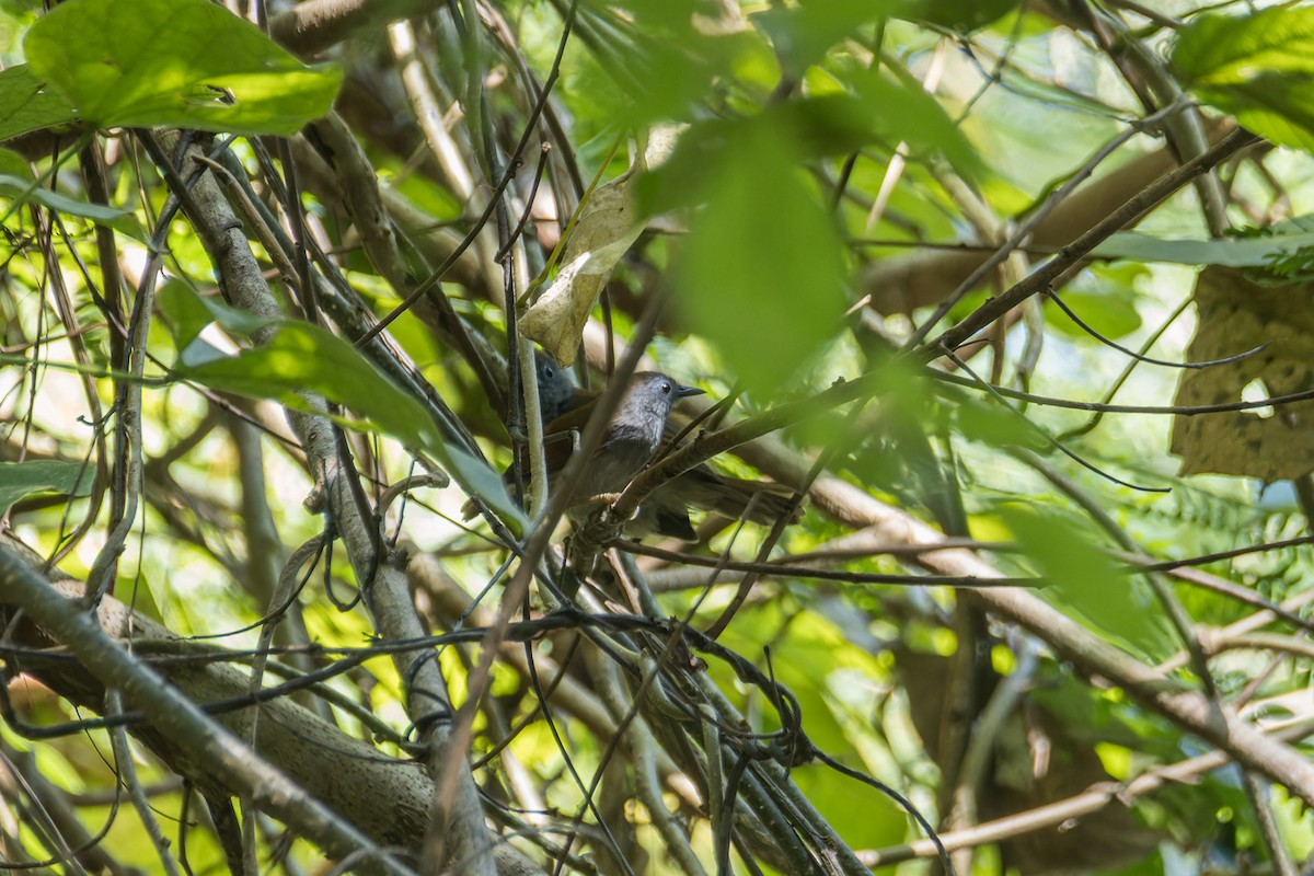 Chestnut-winged Babbler - ML612149574