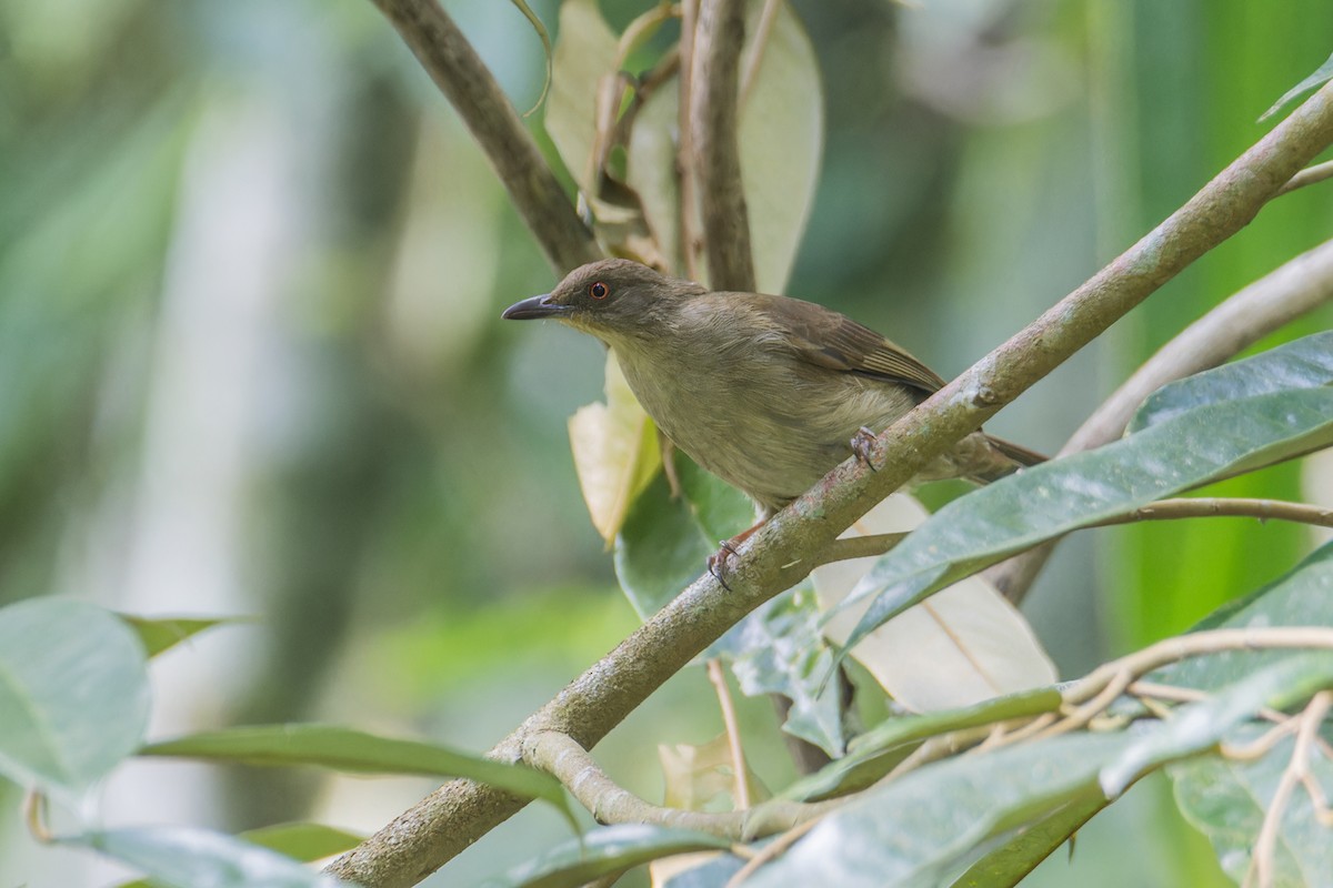 Red-eyed Bulbul - Wich’yanan Limparungpatthanakij