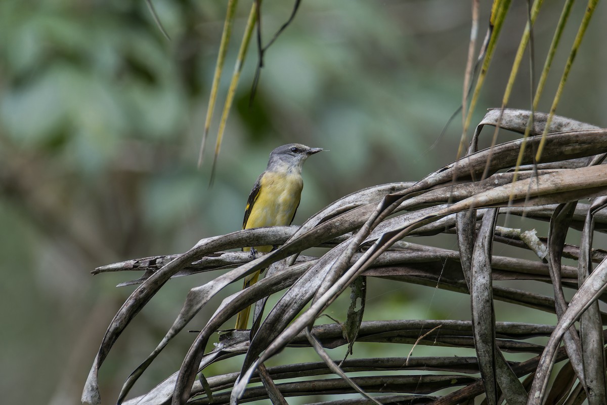 Rosy Minivet - Wich’yanan Limparungpatthanakij