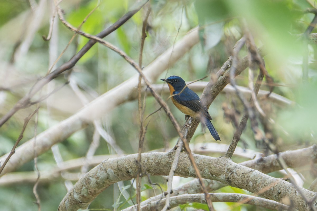 Hill Blue Flycatcher - ML612149627