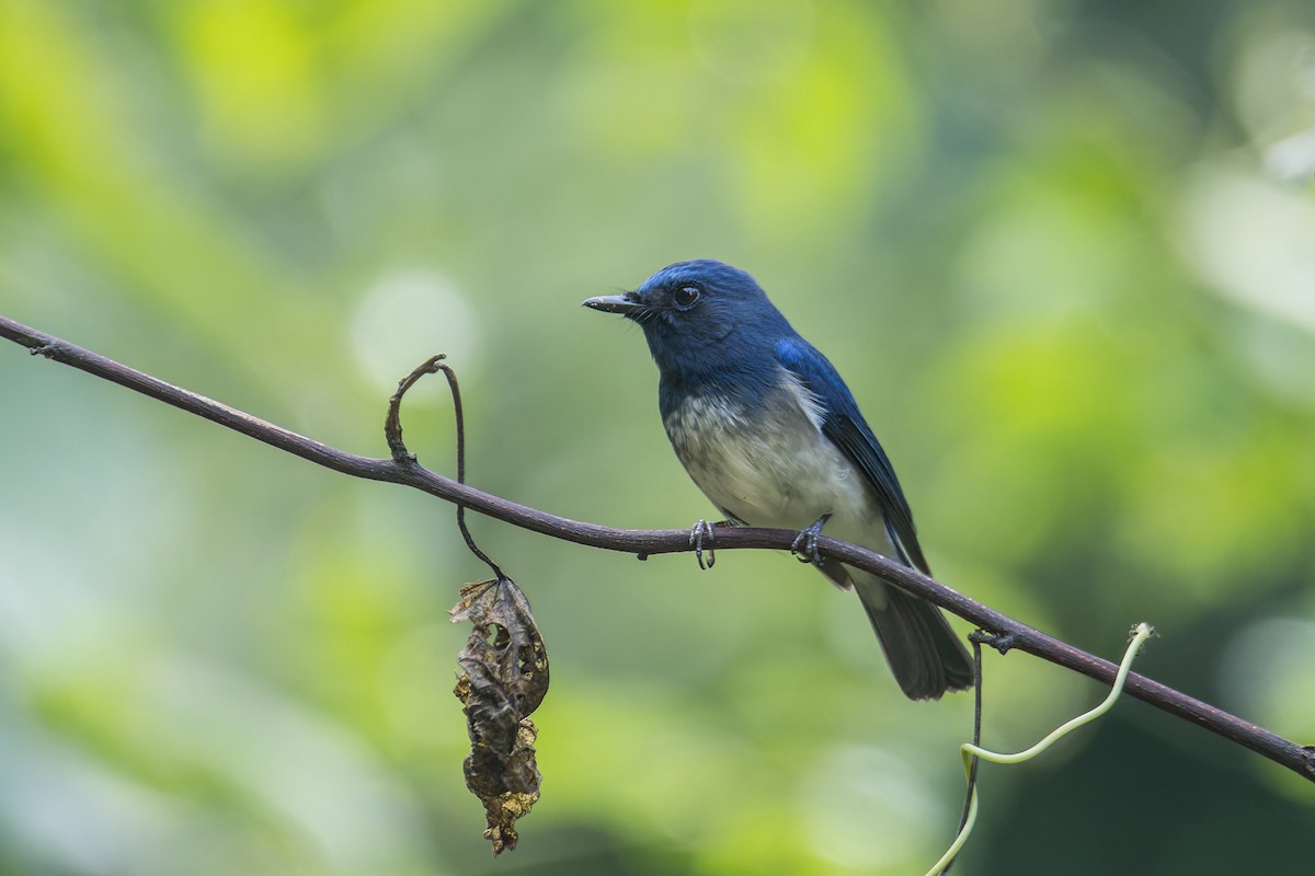 Hainan Blue Flycatcher - ML612149671