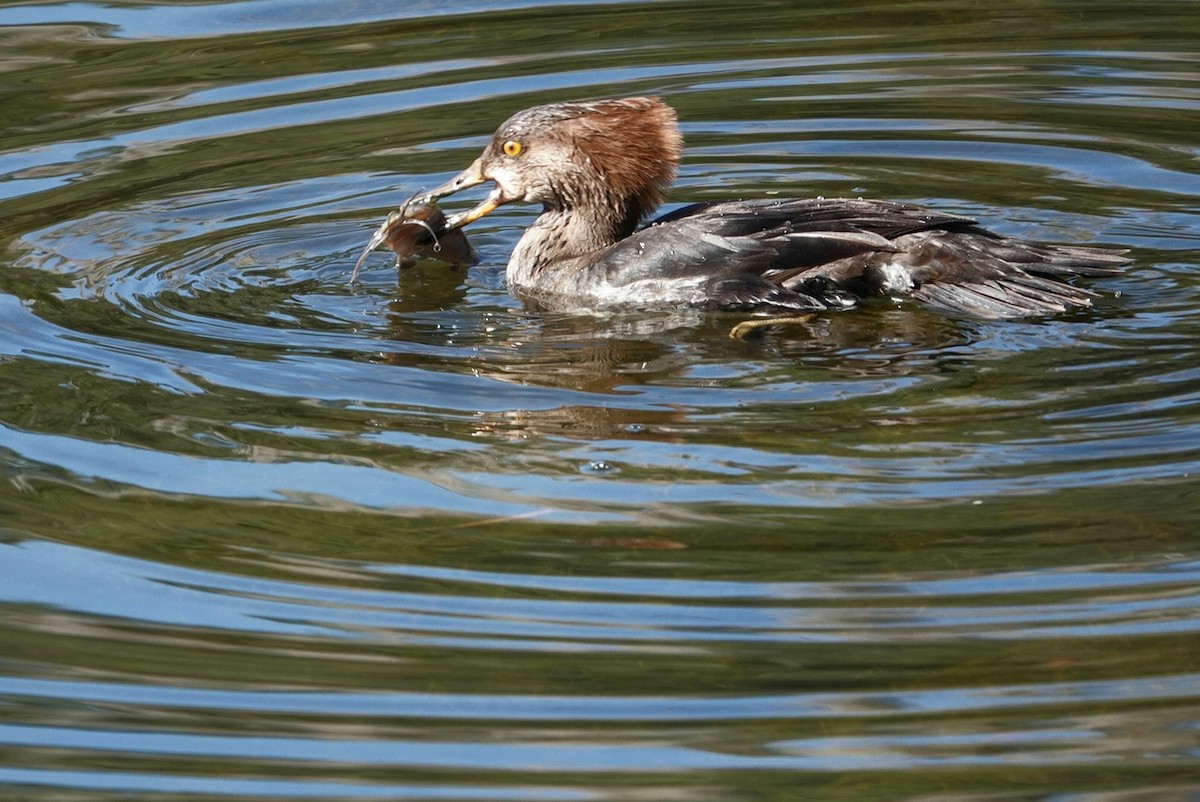 Hooded Merganser - deborah grimes