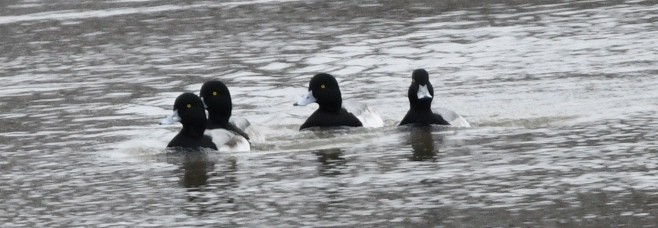 Greater Scaup - ML612149707