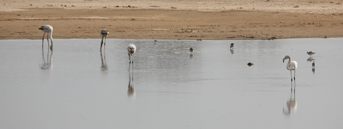 Greater Flamingo - Quim Minoves